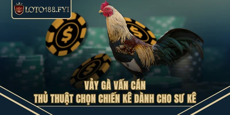 Vảy Gà Vấn Cán - Thủ Thuật Chọn Chiến Kê Dành Cho Sư Kê