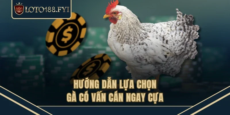 Hướng dẫn lựa chọn gà có vấn cán ngay cựa