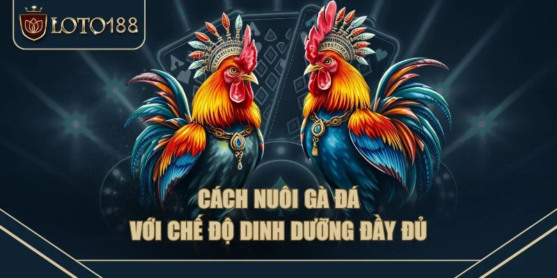 Cách nuôi gà đá với chế độ dinh dưỡng đầy đủ