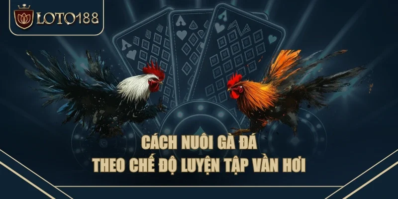 Cách nuôi gà đá theo chế độ luyện tập vần hơi